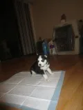 Huytr siberian husky pups