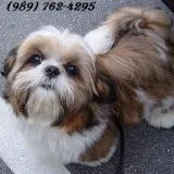  shih tzu puppies for sale now-(989) 762