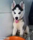 Vwaz siberian husky pups