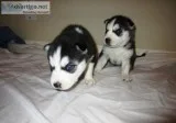 Qwer siberian husky pups