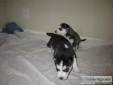 Dxzqwa siberian husky pups