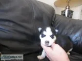 Hgvbfrcs siberian husky pups