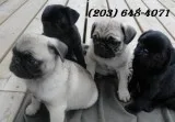  charming pug puppies available