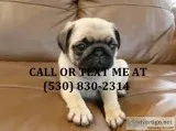 Urgent home needed pug puppies now