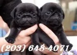 Good pug puppies at (203) 648-4071