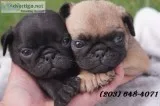 46802trained pug puppies( healthy) 