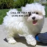 Lmwet cream maltese puppies for sale now