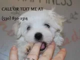 Adrs new family member maltese puppies 4