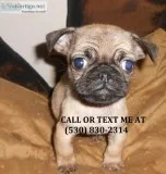 Kmjnh king/queen pug puppies for sale 
