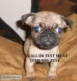 Kmjhb smart and cute pug puppies 4 sale