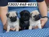  super pug puppies available*(203) 648-4