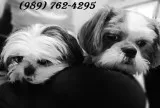  excellent male and female shih tzu pupp