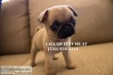 Lkmn one of a kind pug puppies for sale 