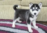 Xzwsdf siberian husky pups