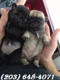  pug puppies for sale*sms(203) 648-4071/