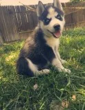 Gfds siberian husky pups