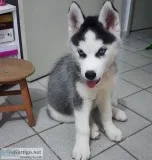 Yhgfd siberian husky pups