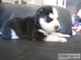 Hgbvc siberian husky pups