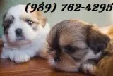  healthy shih tzu puppies, *(989) 762-429