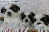 Shih tzu puppies-contact (989) 762-4295