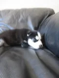 Opp siberian husky pups