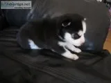 Qwuo siberian husky pups