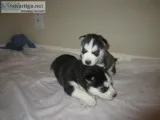 Zqwaffg siberian husky pups