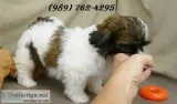 Shih tzu puppiess for sale*sms(989) 762-