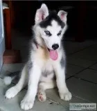 Hgtc siberian husky pups