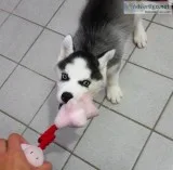 Qazxbb siberian husky pups