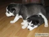Hkubfcx siberian husky pups