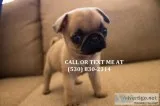 Mnhbg 2males 1female pug puppies for sal