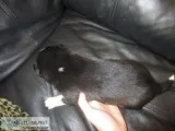 Lki siberian husky pups
