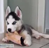 Fghl siberian husky pups