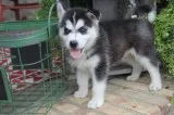 Siberian husky puppies m/f text304986