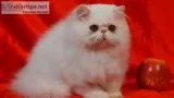 Beautiful persian boy 