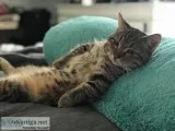 Munchkin male cat 1 year 