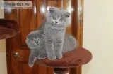Gorgeous blue and lilac luxury kittens 
