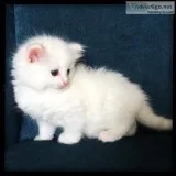 Solid white female - tica reg ragdoll 