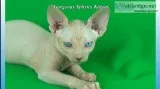 Gorgeous sphynx home raised