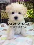 Mnhgt boy/girl maltese puppies for sale 