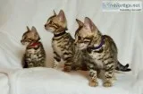 Gorgeous rosettes bengal kittens left