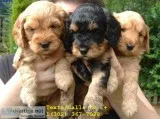 M/f miniature poodle puppies for sale