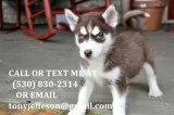 Mnbgt smart siberian husky puppies 4 sal