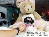 Qty male/female poodle puppies for sale