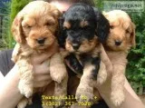 Standard & toy poodle puppies for sale