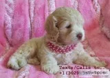Eye catching m/f poodle puppies for sale