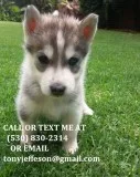 Bhgt adorable siberian husky puppies for