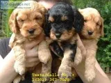 Gorgeous m/f toy poodle puppies for sale