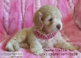 Sweat m/f poodle puppies for sale